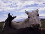 Buy Donkeys Grooming One Another's Backsides at AllPosters.com