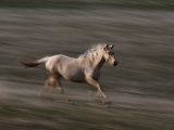 Buy Protected Wild Palomino Runs at a Wild Horse Conservation Center at AllPosters.com