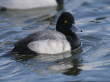Male Lesser Scaup Duck, Aythya Affinis, Swimming