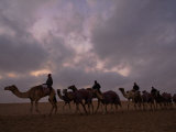Buy Camels Converge on Abu Dhabi for an Annual Beauty Contest at AllPosters.com