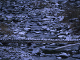 Footbridge Crosses a Stream Near the Bob Marshall Wilderness Area