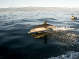 Long-Beaked Common Dolphins Leaping from the Water as They Swim