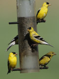 American Goldfinches Perched on a Niger Seed Bird Feeder