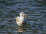 Gull, Larus Species, with an Open Clam Shell in its Bill