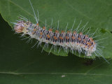 Retarded Dagger Moth Caterpillar Has Protective Spikes and Eats Maples