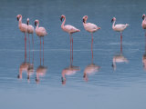 Buy Lesser Flamingos Preening and Resting in a Shallow Alkaline Lake at AllPosters.com