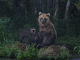 Buy Brown Bear Breast-Feeding Her Cubs at Kurilskoye Lake Preserve at AllPosters.com
