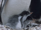 Buy Gentoo Penguin Chicks Sitting on their Parent's Feet in a Rookery at AllPosters.com