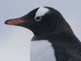 Buy Gentoo Penguin at AllPosters.com