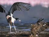 Buy Marabou Stork Tries to Steal a Dead Flamingo from a Steppe Eagle at AllPosters.com