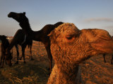 Buy Curious Baby Camel at AllPosters.com