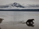 Buy Brown Bear in Kuril Lake at AllPosters.com
