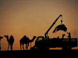 Buy Hoist Lifts a Camel into a Truck for His Journey Home at AllPosters.com