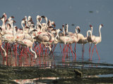 Buy Lesser Flamingos Feeding, Preening and Resting in an Alkaline Lake at AllPosters.com