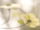 Buy Artistic Shot of Flowers of the Pacific Dogwood Tree in Spring at AllPosters.com