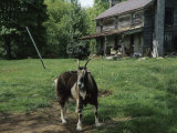 Tethered Goat Near an Old Homestead on a Farm