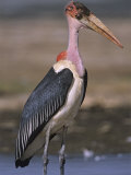 Buy Marabou Stork, Leptoptilos Crumeniferus at AllPosters.com