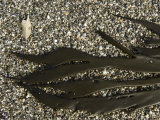 Seaweed Durvillaea Willana Lindauer or Bull Kelp on the Beach