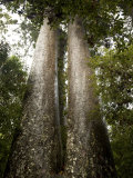 Giant Kauri Trees of New Zealand