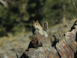 Golden-Mantled Ground Squirrel, Spermophilus Lateralis, on Rock