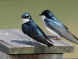 Pair of Tree Swallows, Tachycineta Bicolor, on a Birdhouse