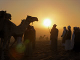 Buy Sunrise Brings Early Competitors to the Camel Beauty Contest at AllPosters.com