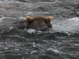 Buy Brown Bear Fishing for Salmon in Kuril Lake at AllPosters.com