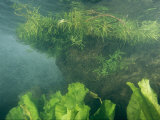 Assortment of Aquatic Plants Growing in Grande Cenote
