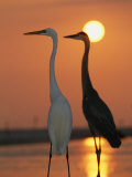Great Egret, Egretta Alba, in Front with Blue Heron at Sunset