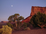 Buy Moon Rise over a Juniper Tree (Juniperus Osteosperma) Ne Arizona at AllPosters.com