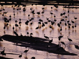 Sandhill Cranes Roost Along the Platte River in Nebraska