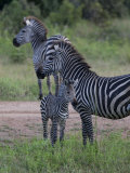 Buy Plains Zebra, Equus Quagga, Parent and Young at AllPosters.com