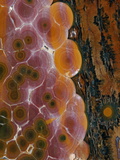 Close-up of Ocean or Orbicular Jasper, Cryptocrystalline Quartz