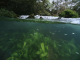 Small Fish and Aquatic Plants in an Aquatic Split Level View