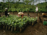 Buy Female Workers Prepare Coffee Plant Seedlings for Planting in Fields at AllPosters.com