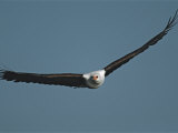 Buy African Fish Eagle in Flight at AllPosters.com