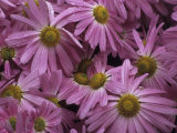 Buy Pink Painted Daisy Flowers Photographed in Spring at AllPosters.com