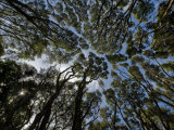 Looking Up at a Tree Canopy on Rangitoto Island