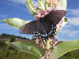 Male Tiger Swallowtail Butterfly, Dark Phase, Sips Milkweed Nectar