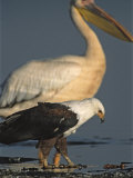 Buy African Fish Eagle and Great White Pelican on Alkaline Lake Shore at AllPosters.com