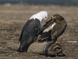 Buy African Fish Eagle and a Steppe Eagle Perched Together on a Log at AllPosters.com