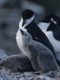 Buy Chin Strap Penguin and it's Chicks at a Rookery at AllPosters.com