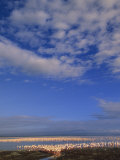 Lesser Flamingos and Great White Pelicans in a Shallow Alkaline Lake