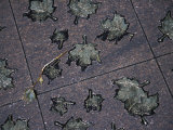 Buy Leaves on a Sidewalk in Central London at AllPosters.com