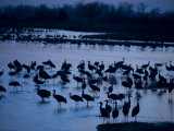 Sandhill Cranes, Grus Canadensis, Along the Platte River Near Gibbon