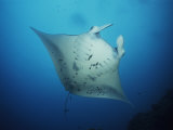 Buy Manta Ray Swims in Waters Off the Yap Islands at AllPosters.com