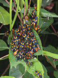 Common Milkweed Bugs with Warning Pattern and Color to Disuade Predators