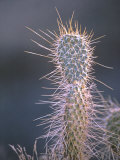 Buy Close View of an Engleman Cactus in the Grand Canyon at AllPosters.com