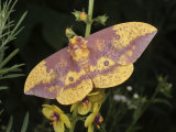 Beautiful Imperial Moth, Eacles Imperialis, at Rest on a Flower
