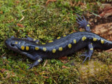 Spotted Salamander, Ambystoma Maculatum, on Moist Moss